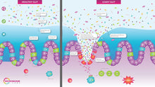 Load image into Gallery viewer, 12-Week Total Gut Restoration Kit
